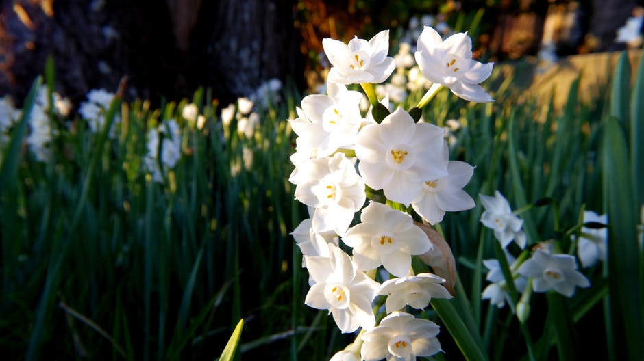 White Daffodil Flowers特写摄影
