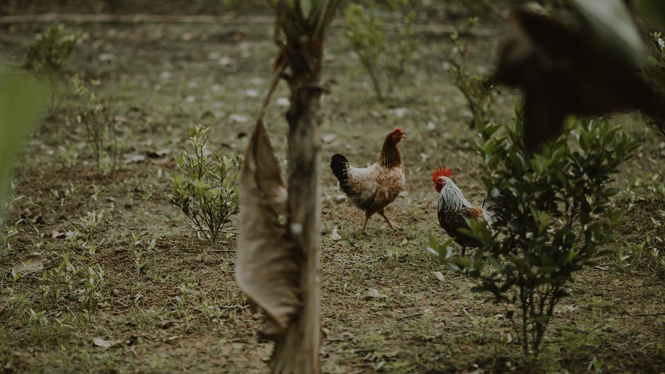 两个Brown Hen和白公鸡站在绿色植物附近