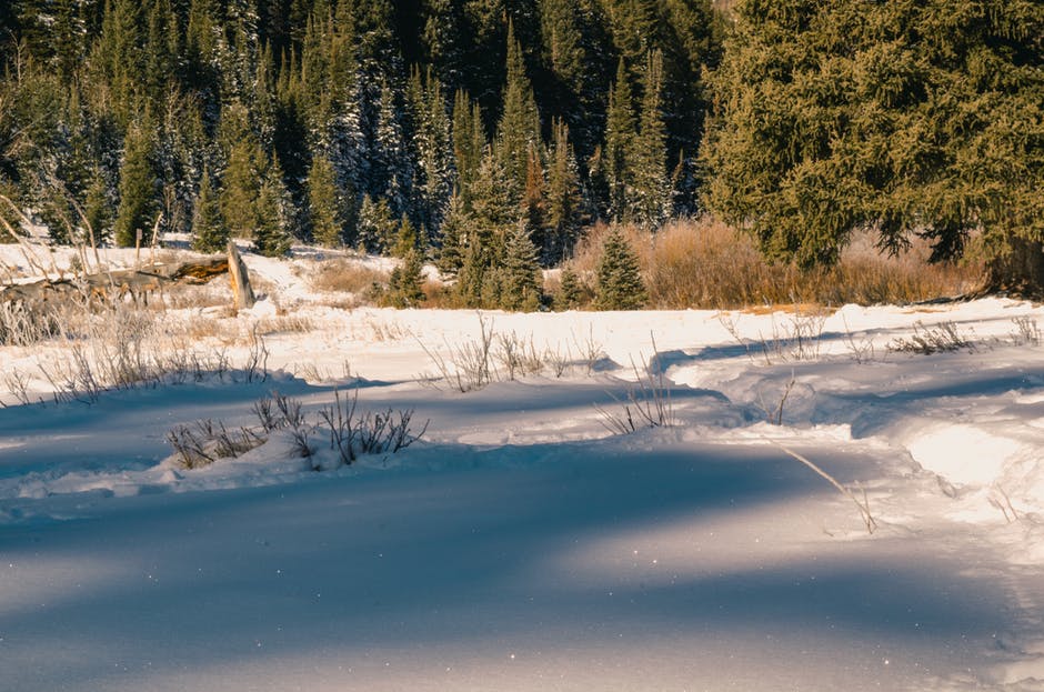 白天树木附近积雪的地面覆盖