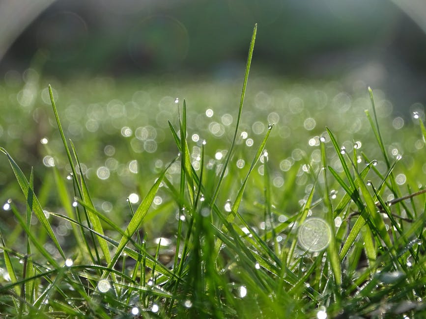 绿草雨滴浅表