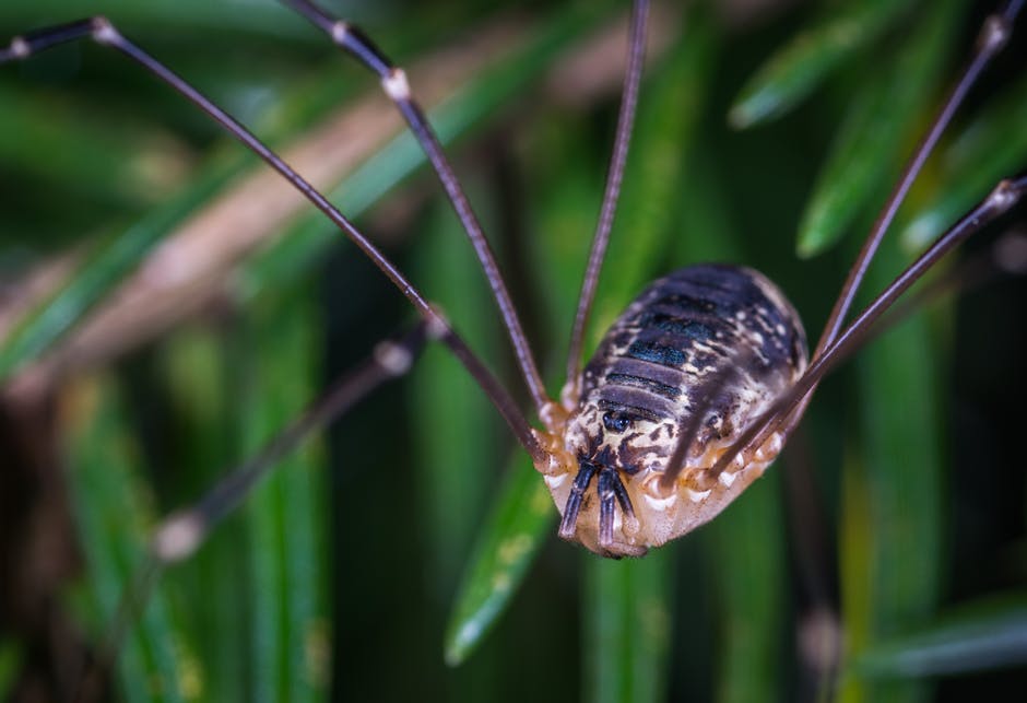 Brown Spider的选择性聚焦摄影