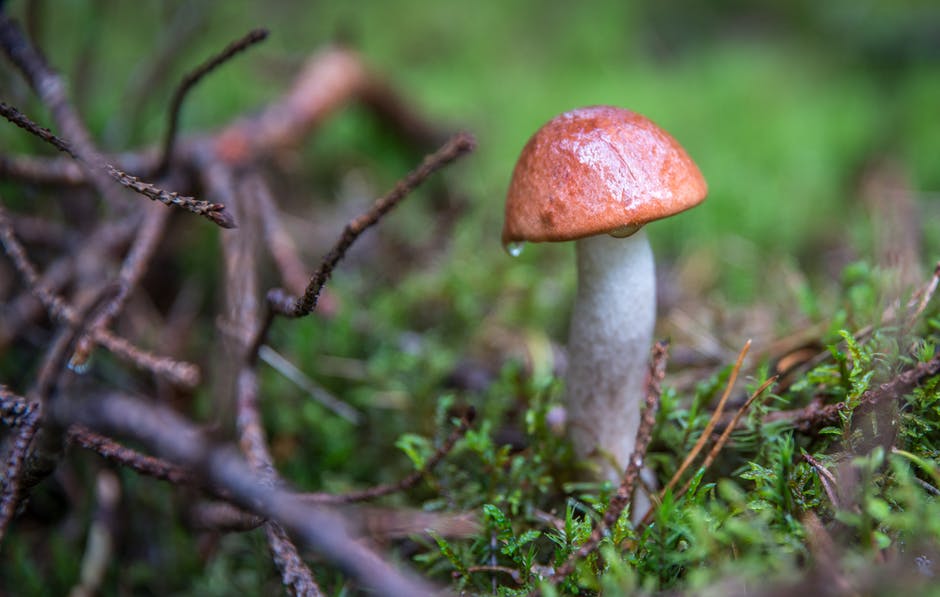 靠近树枝的棕色和白色蘑菇的聚焦照片