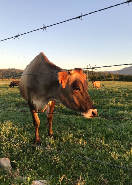 草地上奶牛的近景摄影