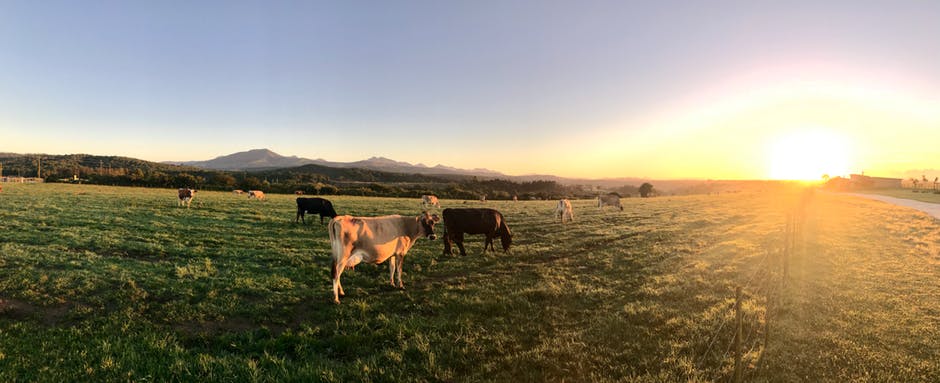 日落时的奶牛摄影