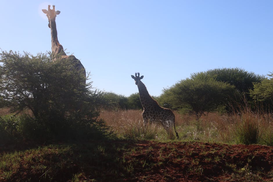两棵长颈鹿在绿树旁的拍摄