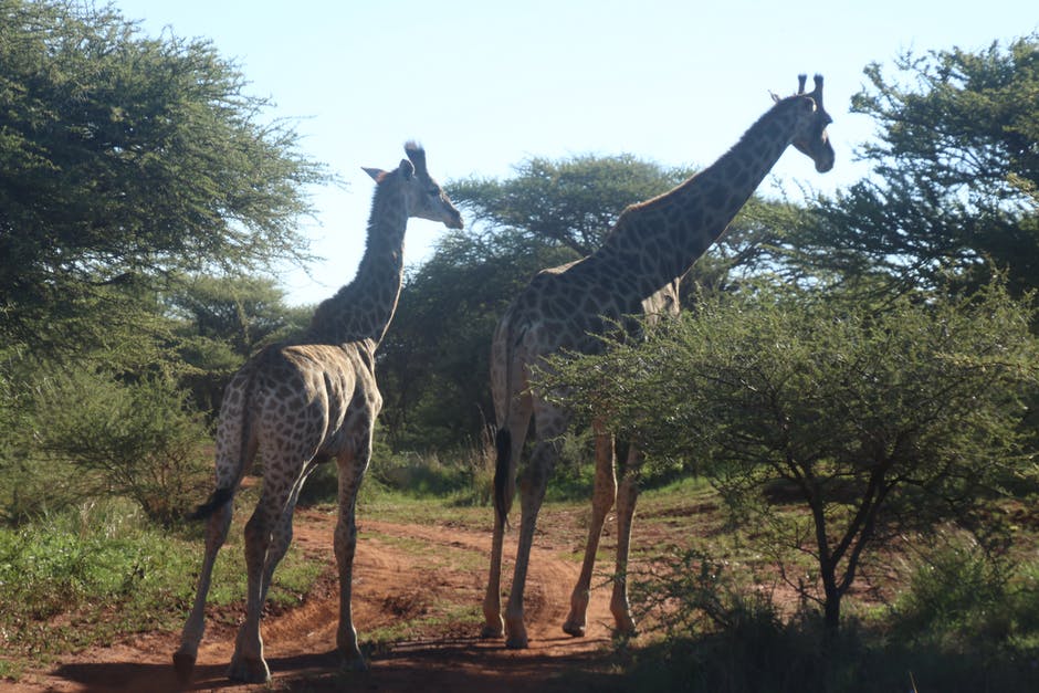 两棵长颈鹿站在树下