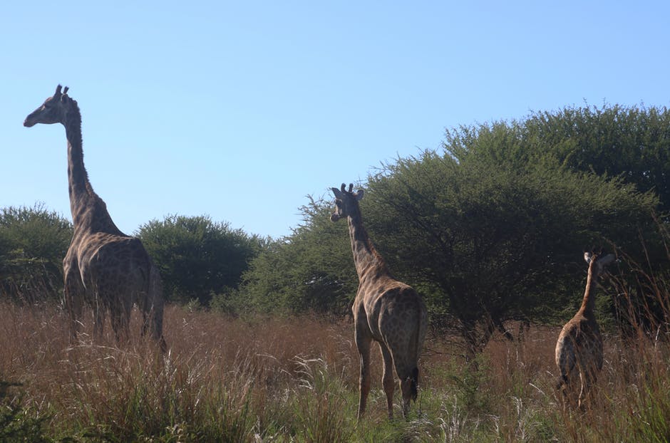 长颈鹿在田野上的照片