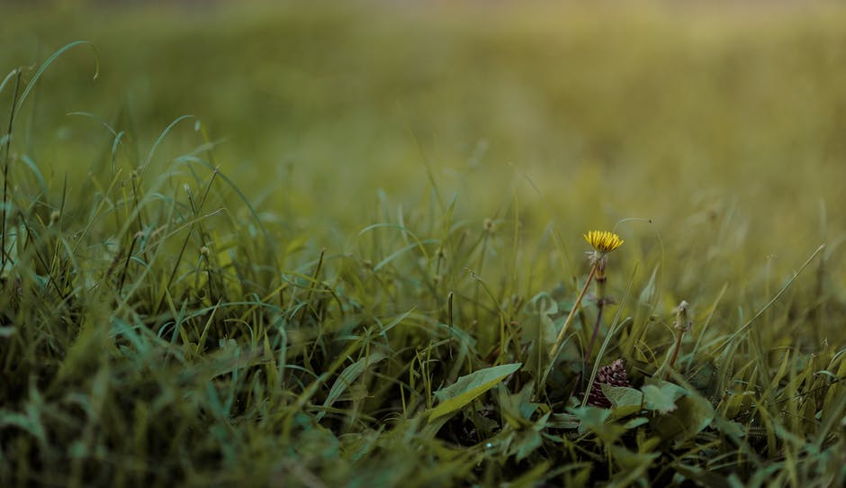 绿草与Flower的选择性摄影