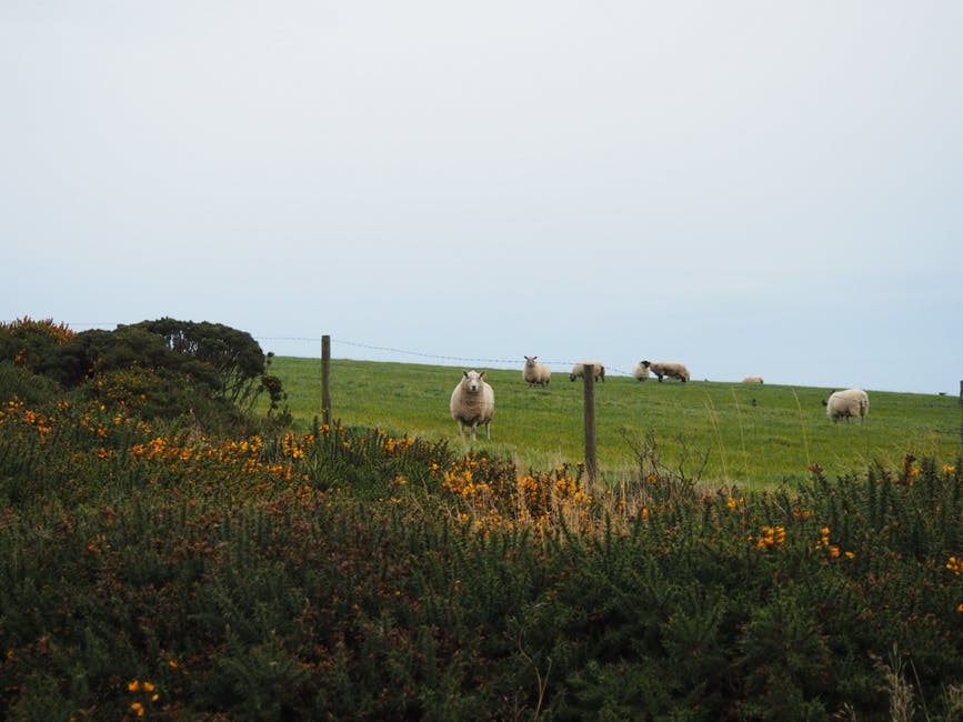 草顶羊