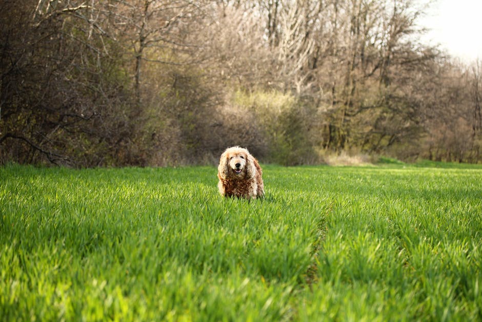 科克猎犬在草地上的照片