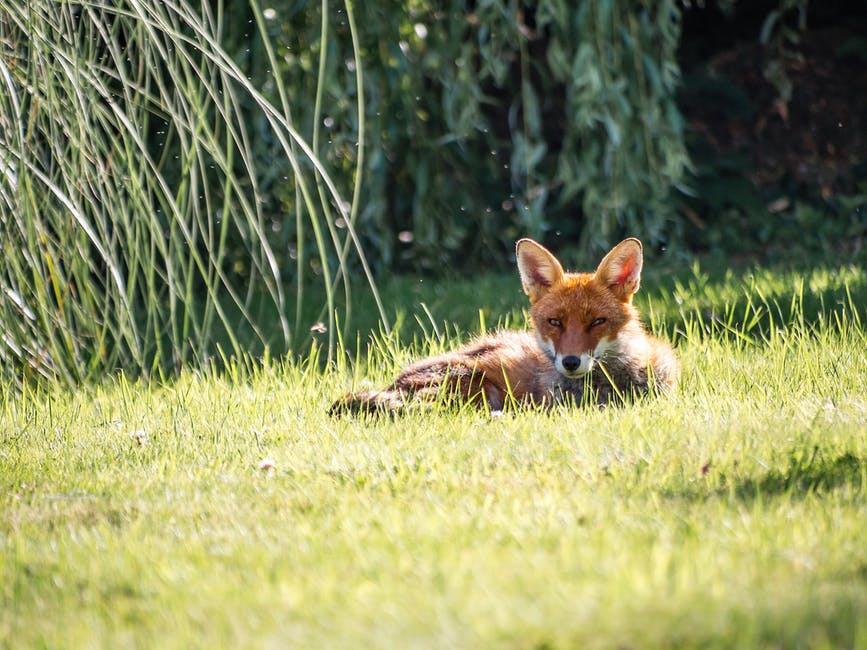 躺在草地上的狐狸摄影