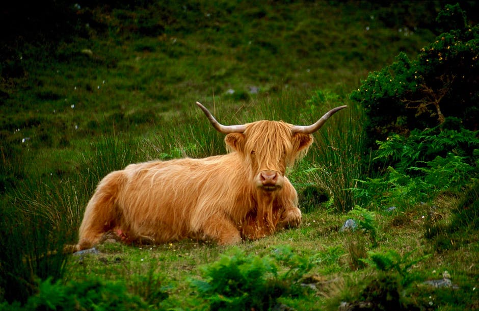 草地上的野野牛