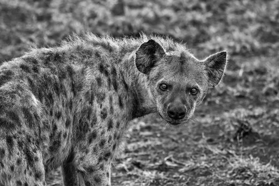 鬣狗的灰度摄影