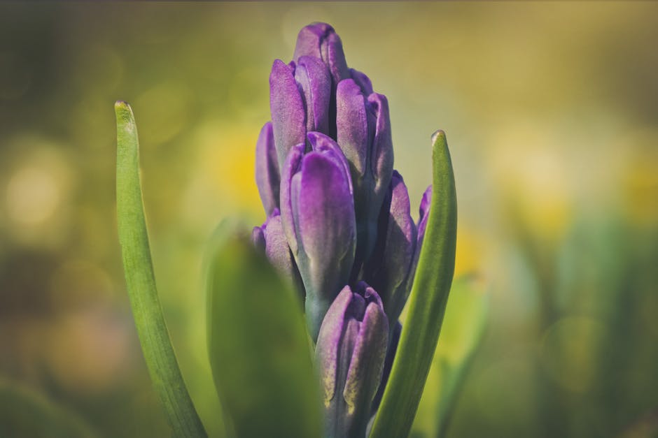 紫色丛生花的选择性摄影
