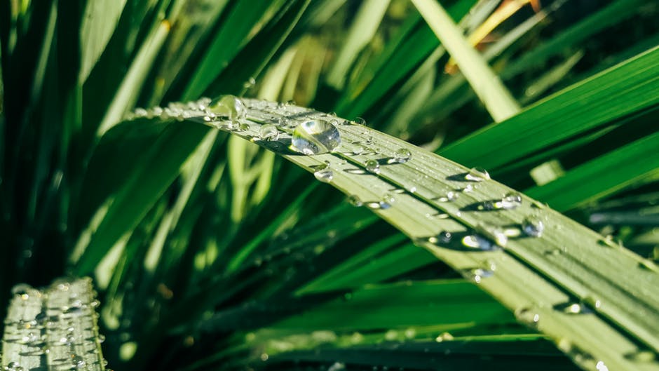 绿叶植物上的水滴