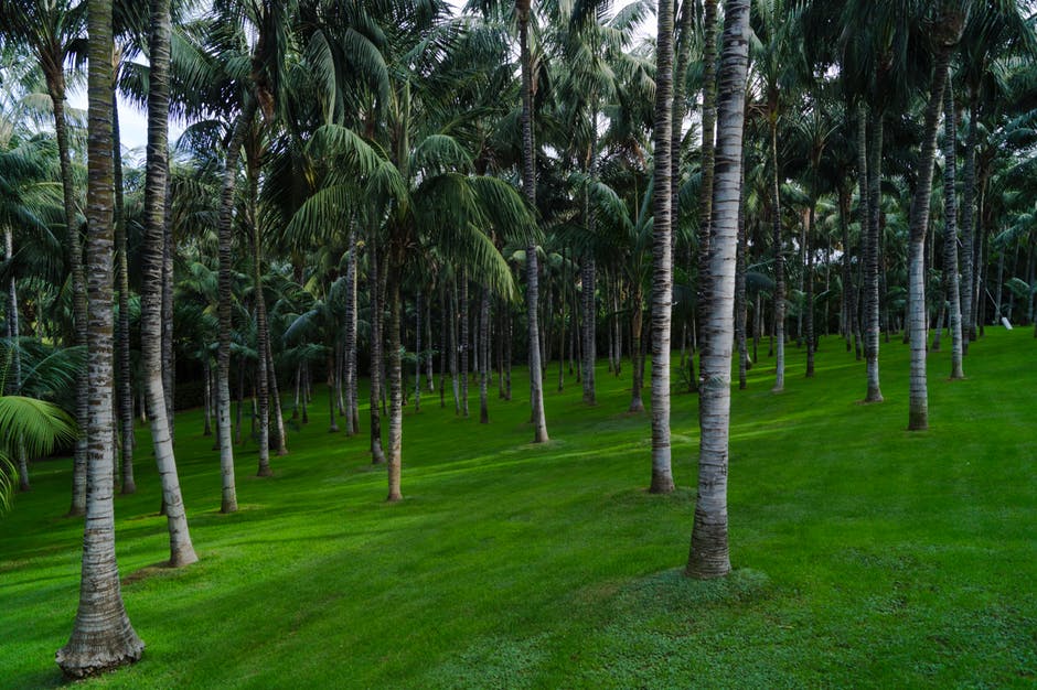 花园-草地-棕榈树高清照片