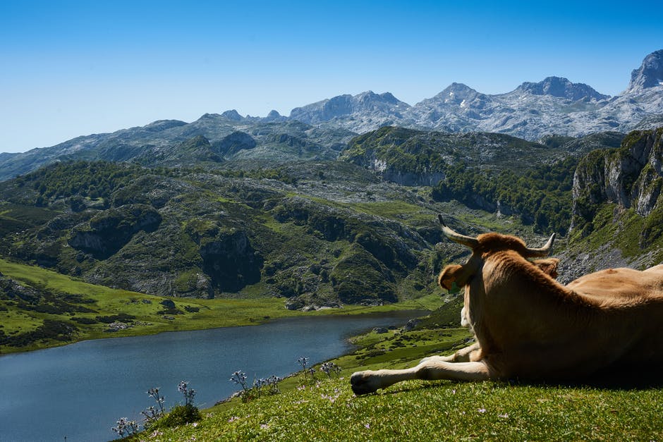 黄牛躺在草地上看着群山环抱的水