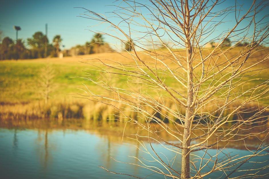 水体背景下裸树的选择性聚焦摄影