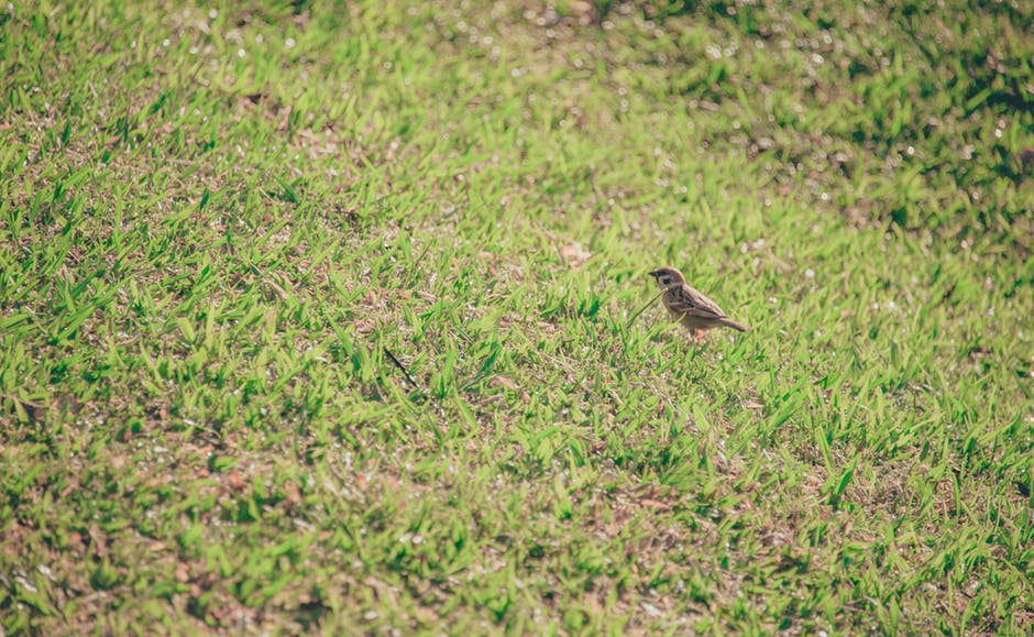 草地上的棕色鸟