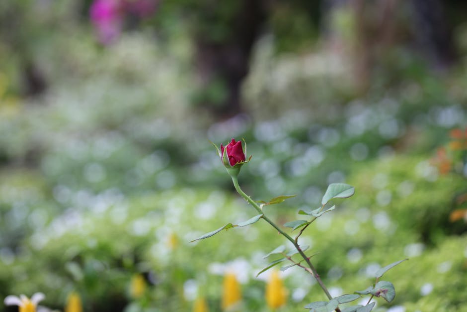 红玫瑰芽的选择性聚焦摄影