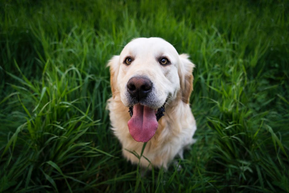 白天坐在绿草地上的金毛猎犬