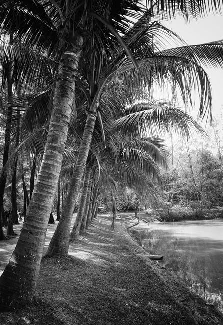 椰子树在水体旁的灰度摄影