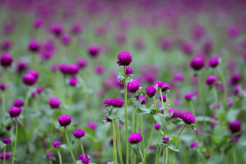紫色和Green Flowers的照片