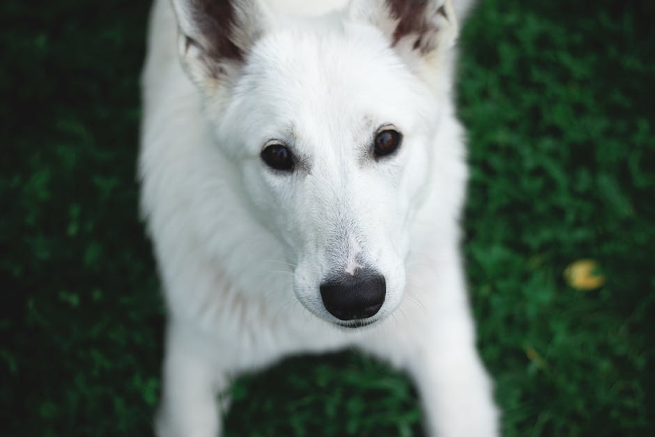 白色狗的摄影