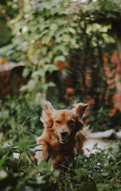 中涂棕狗在绿色植物摄影中的应用