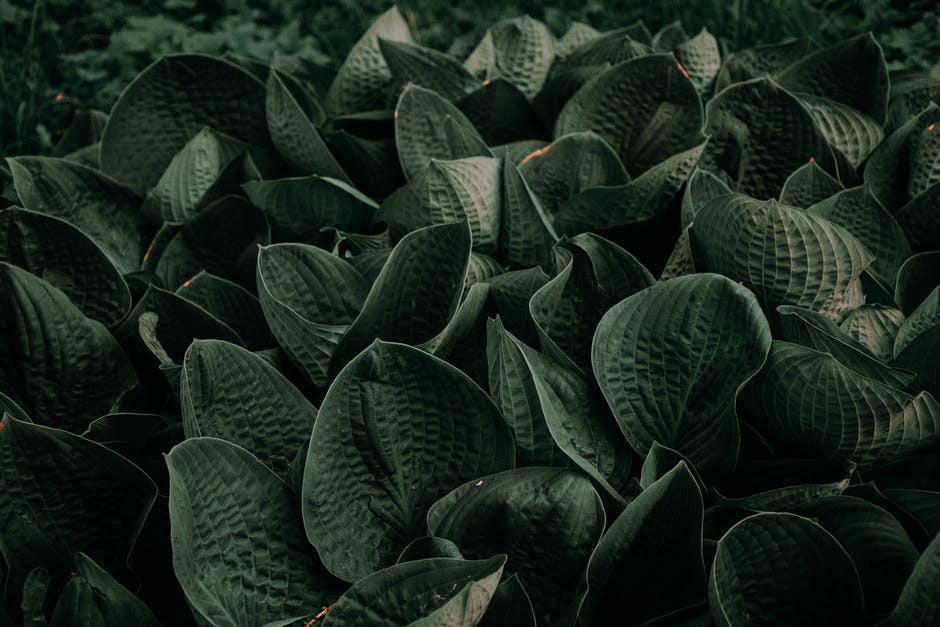 黑色植物图片