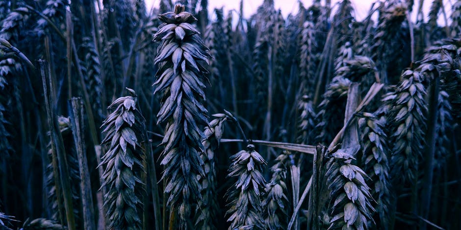 小麦选择性摄影