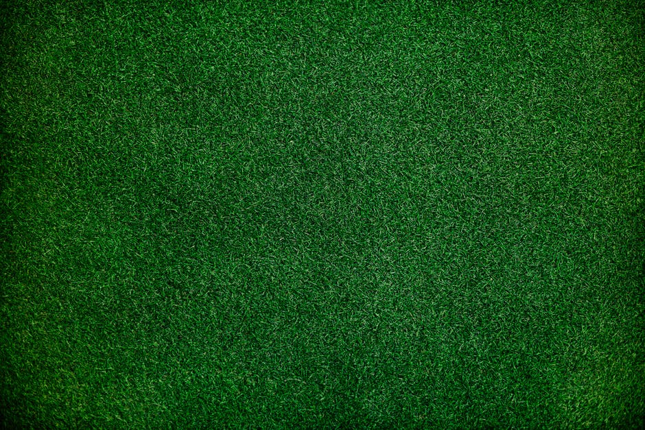 绿色草坪草