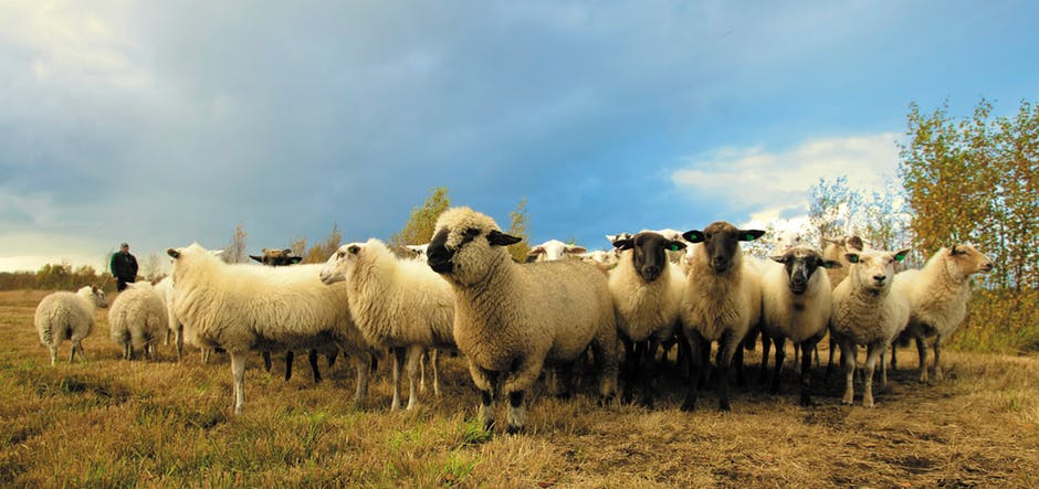 蓝天下的羊群