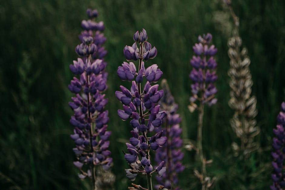 特写摄影中的紫色羽扇豆花