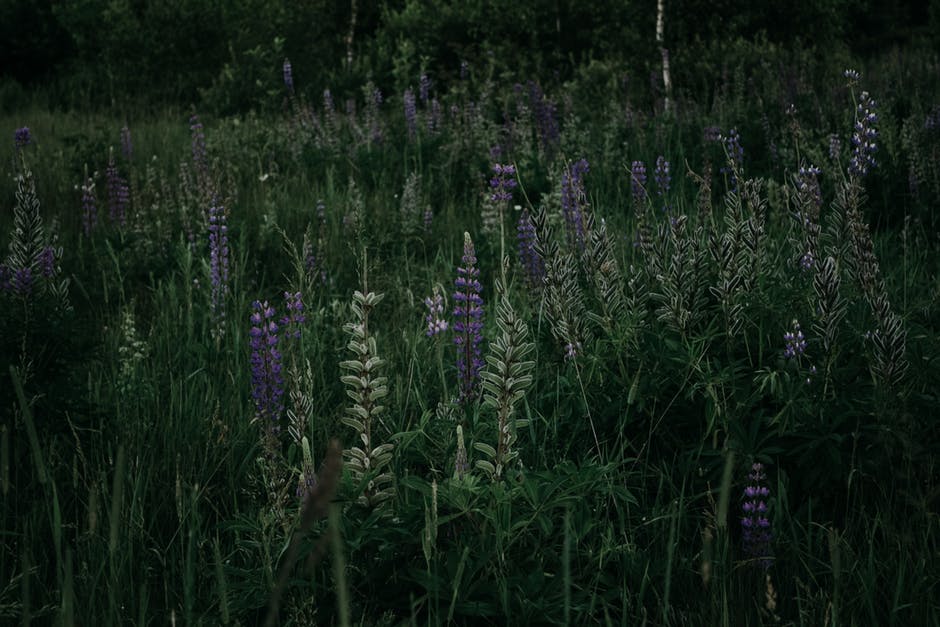 草与Lavenders的照片