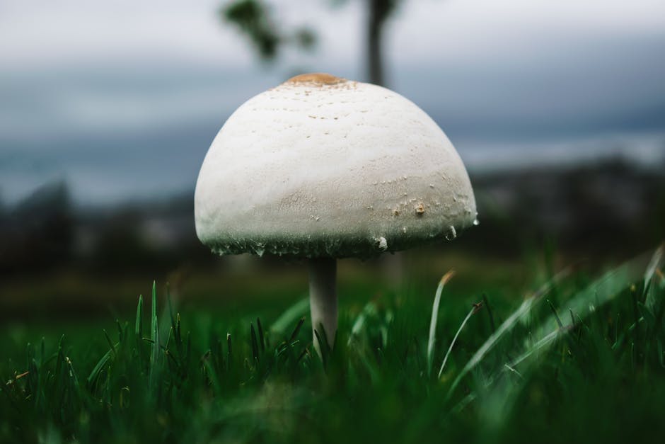 白蘑菇的宏观摄影