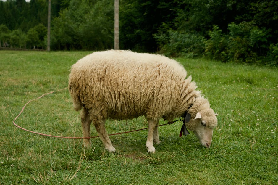 草地上的白羊
