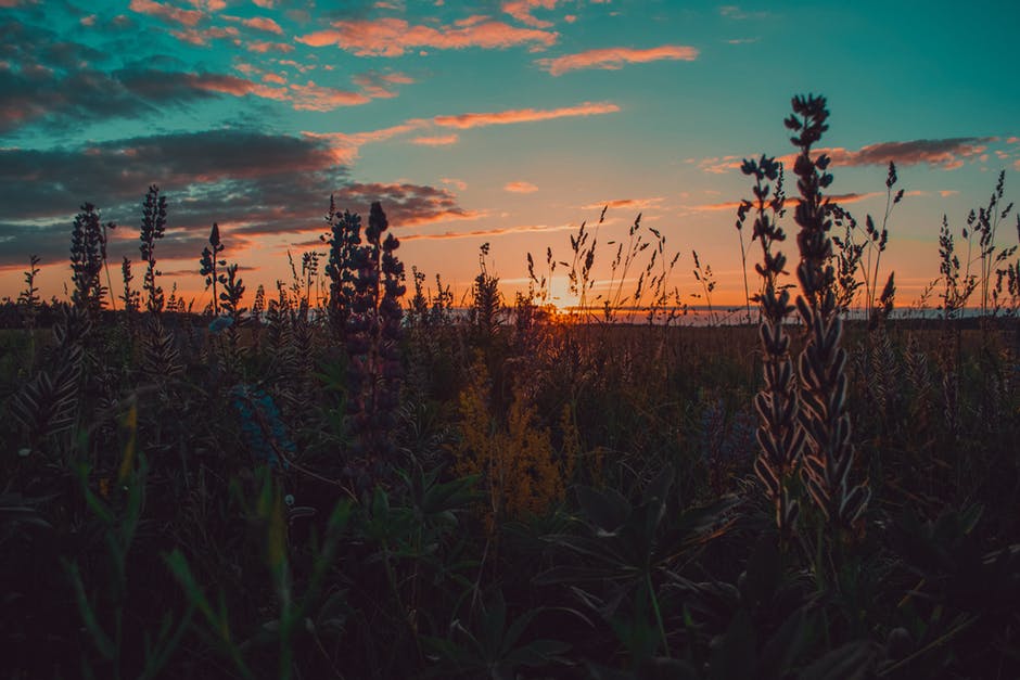 夕阳下的青草