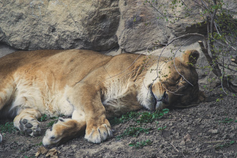 母狮躺在灰岩附近的灰土上