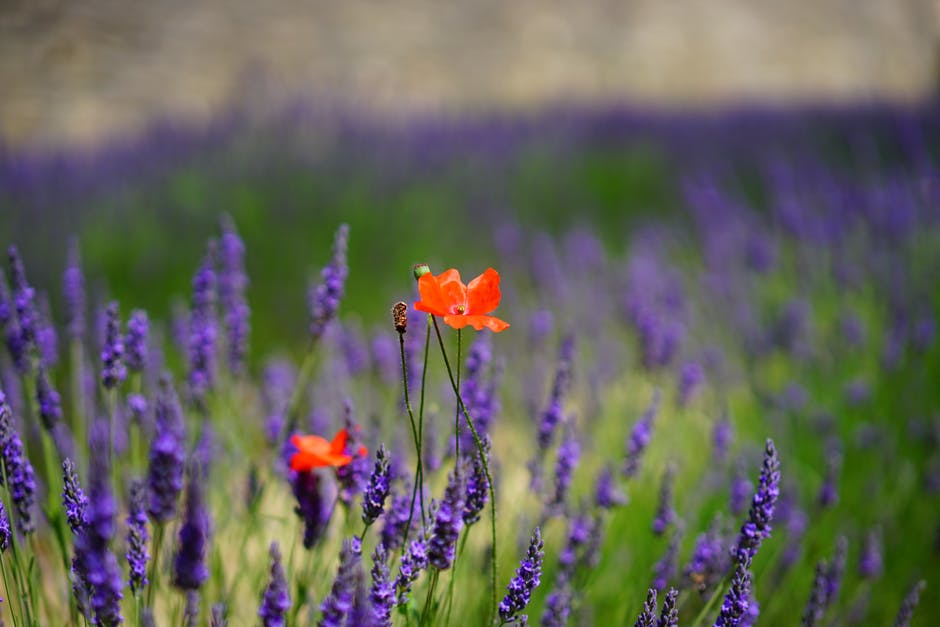 白天有紫色草的橙色花瓣花