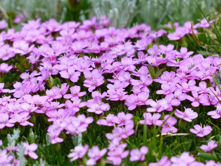紫花绿草