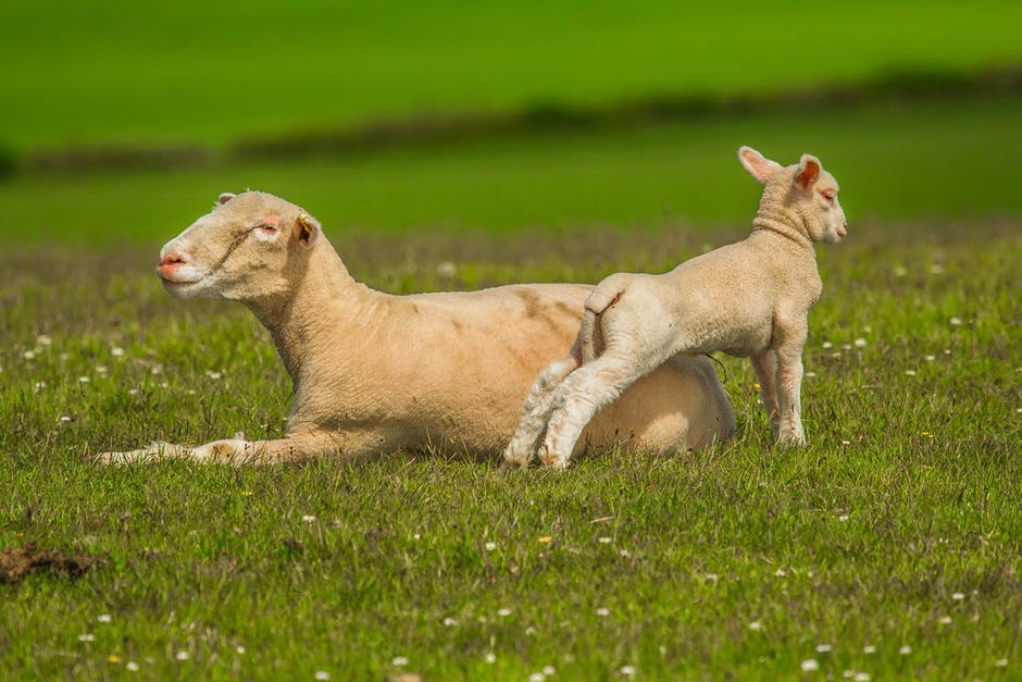 动物-草-羊肉高清照片