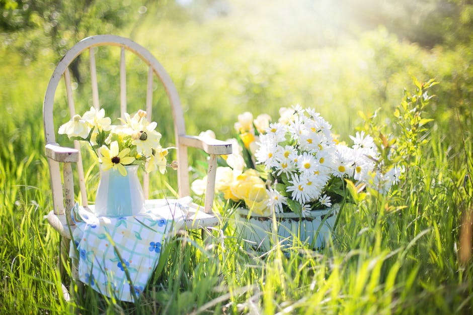 白天在青草田白色木制椅子旁蓝色陶瓷盆上的白色雏菊