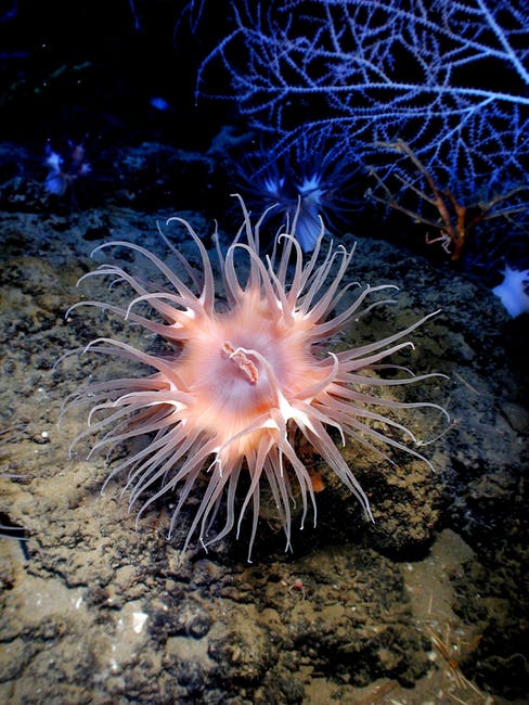 水下粉红海洋生物