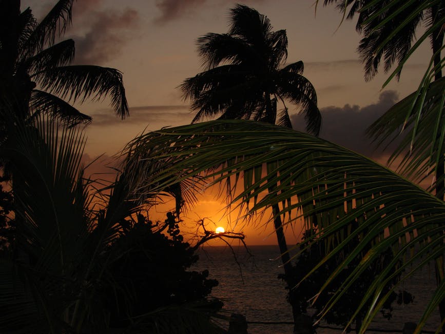 日落时除水体外的椰子树