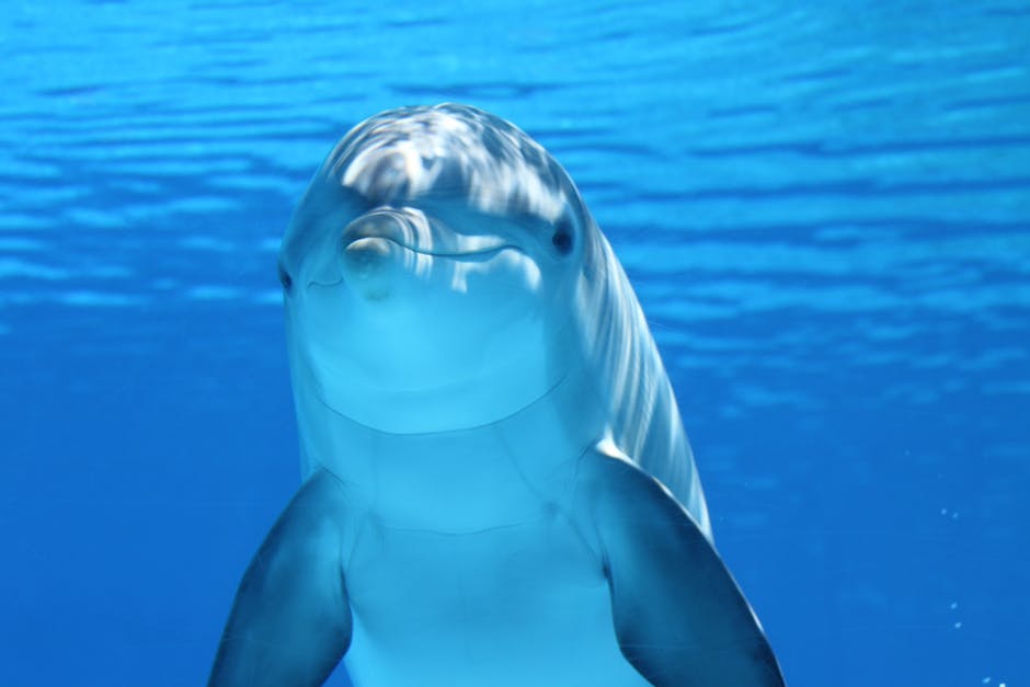 蓝水白灰海豚