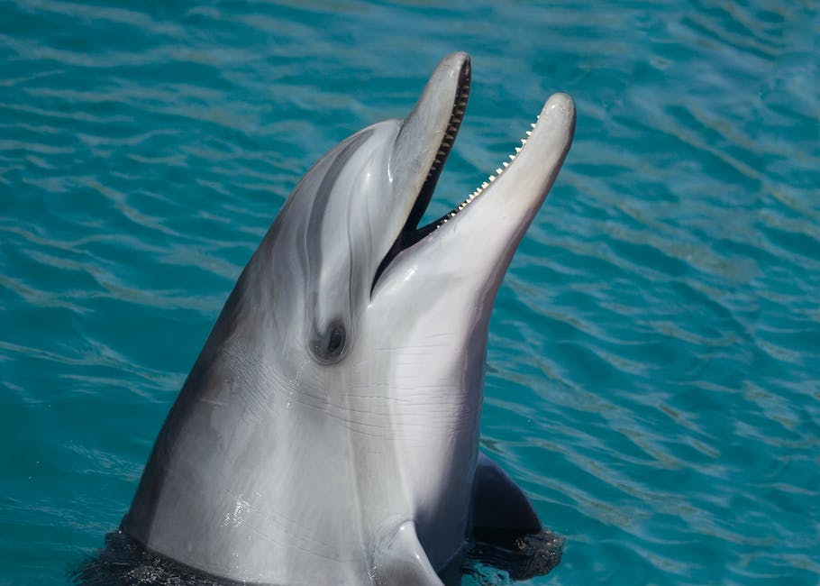 动物-海豚-盐水高清照片