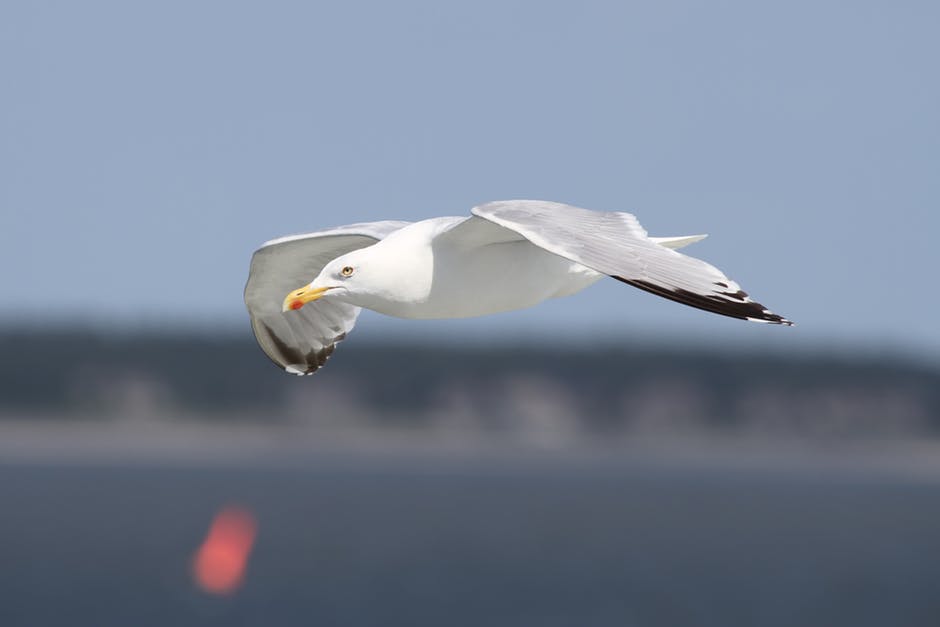 白天飞行中白鸟的自动对焦摄影