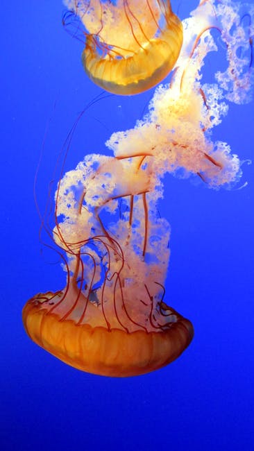 两个Brown Jellyfishes