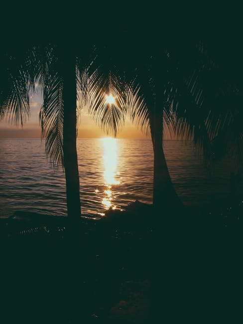 森塞特海滩上两棵椰子树的照片